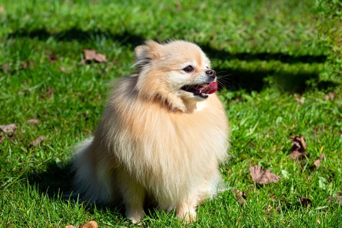 芝生に座って舌を出す犬