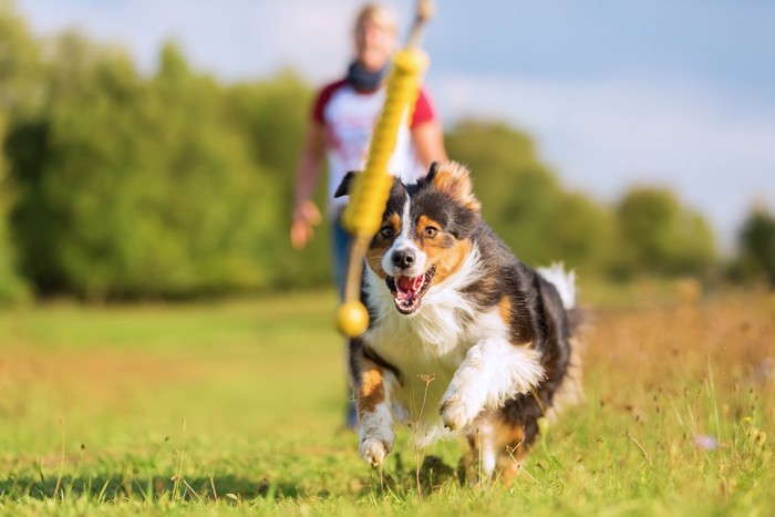 おもちゃで遊ぶ犬