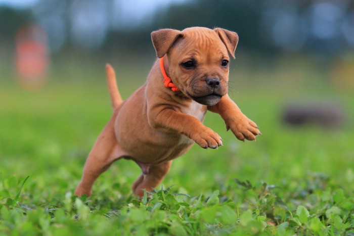 草原で前足を浮かせて走る子犬