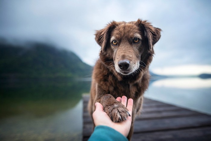 お手をする茶色の犬