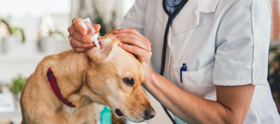 病院で獣医師に点耳薬をさされる犬