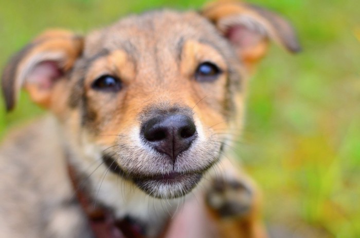 耳を寝かせる犬