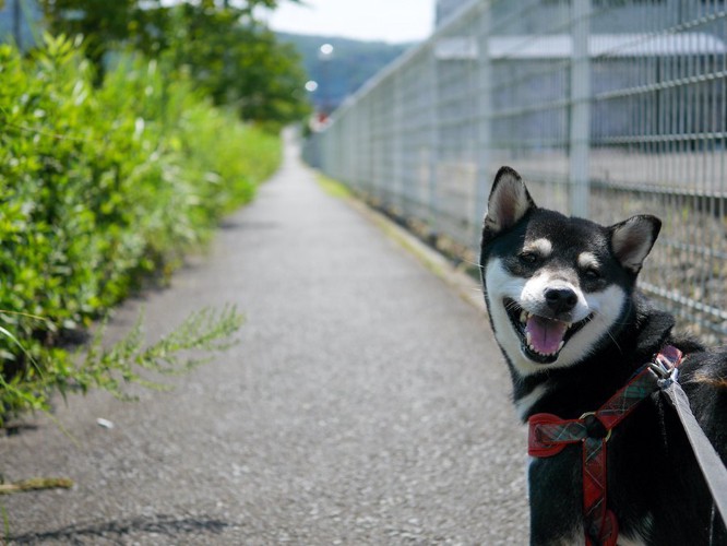 散歩中に笑顔で振り返る柴犬