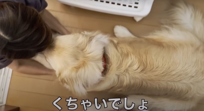 「くちゃいでしょ」と説得される犬