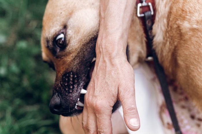 人の手の甲に噛みつく大きな犬