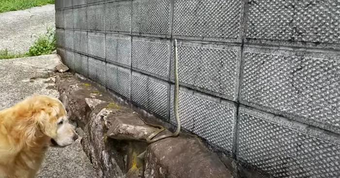 壁を登ろうとするヘビを見る犬