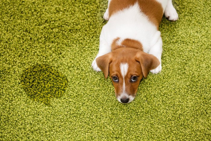 おしっこを失敗した上目遣いの犬