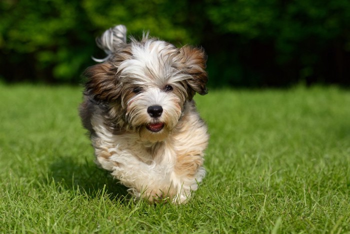 カメラに向かって突進する犬