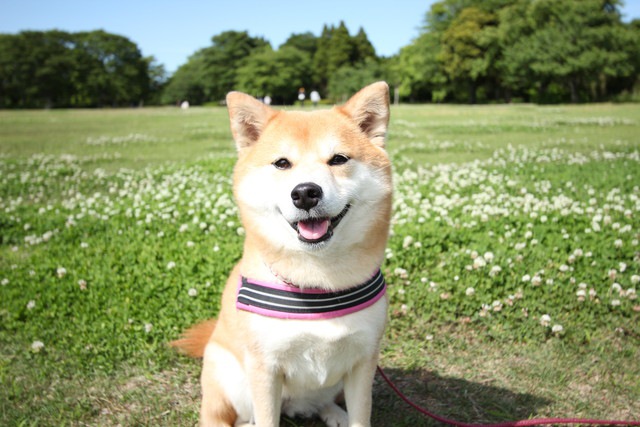 散歩している柴犬