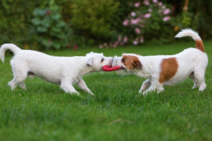 おもちゃを引っ張り合って遊ぶ犬