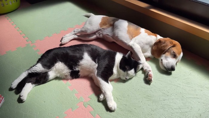 手足をピンとして寝る猫と犬
