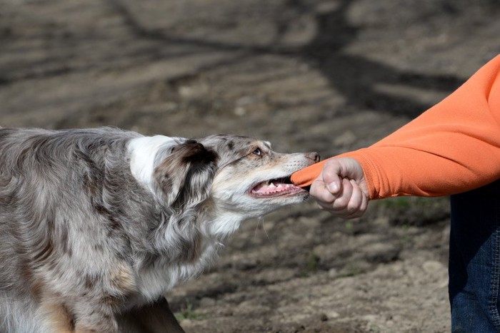 服の袖を噛んで引っ張る犬