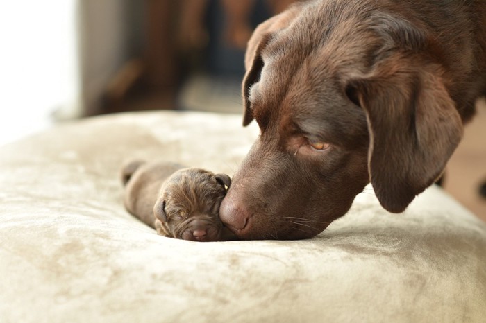 親子の犬