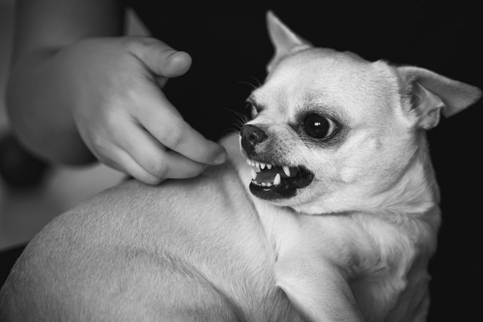 なでられそうな手に威嚇する犬