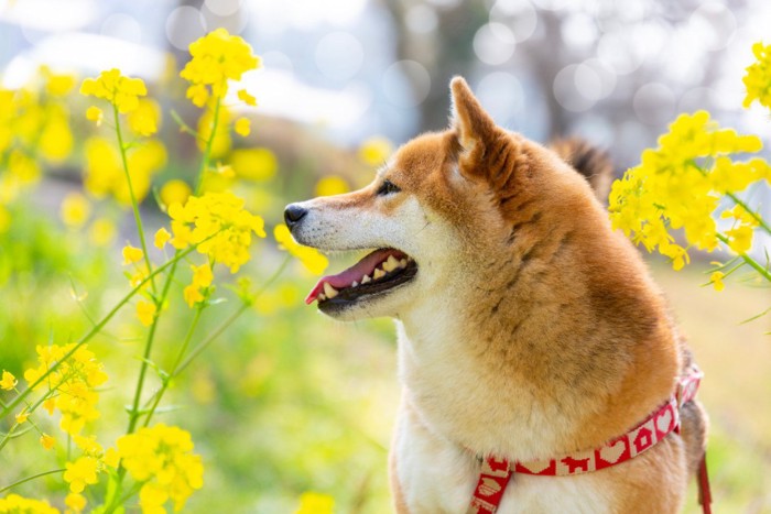 菜の花に囲まれる柴犬