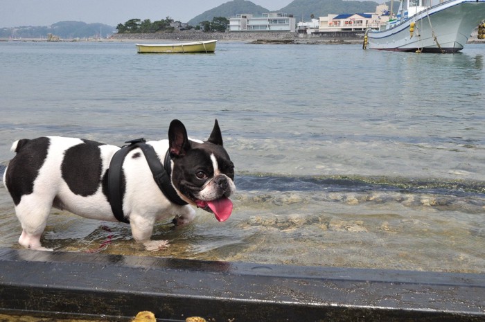 パンティングする犬