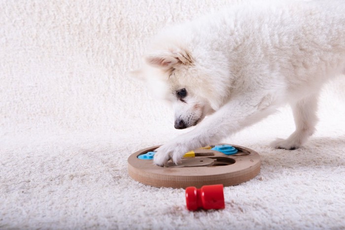 ノーズワークおもちゃで遊ぶ犬