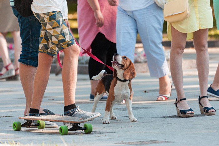 人混みの中を歩く犬