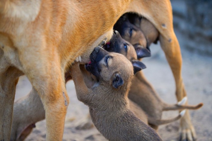 乳を飲む子犬たち