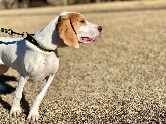 首輪を引っ張る犬