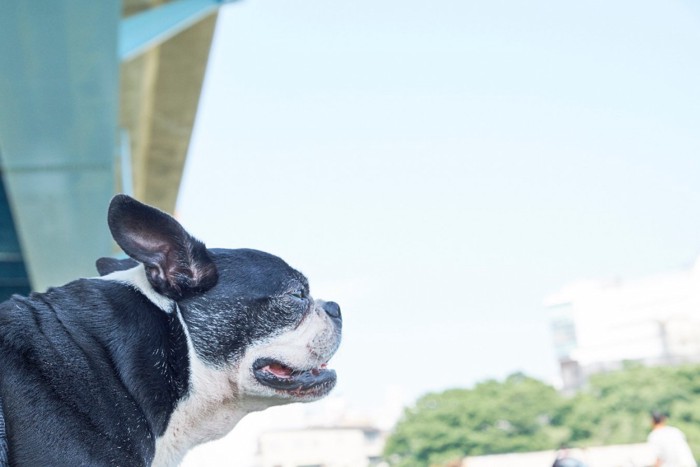 空を見上げる老犬