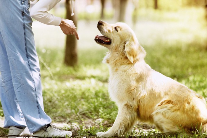 おすわりをする犬