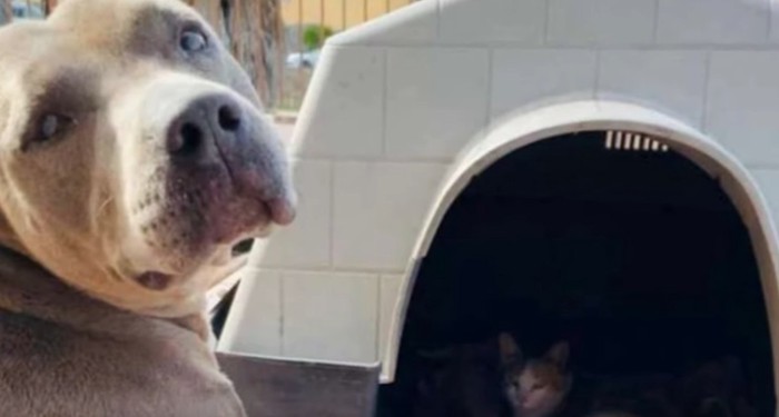 犬と犬小屋の中に猫