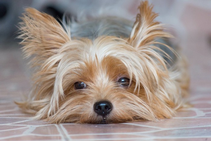 不満そうな表情の犬