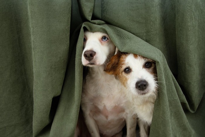 カーテンに隠れる犬