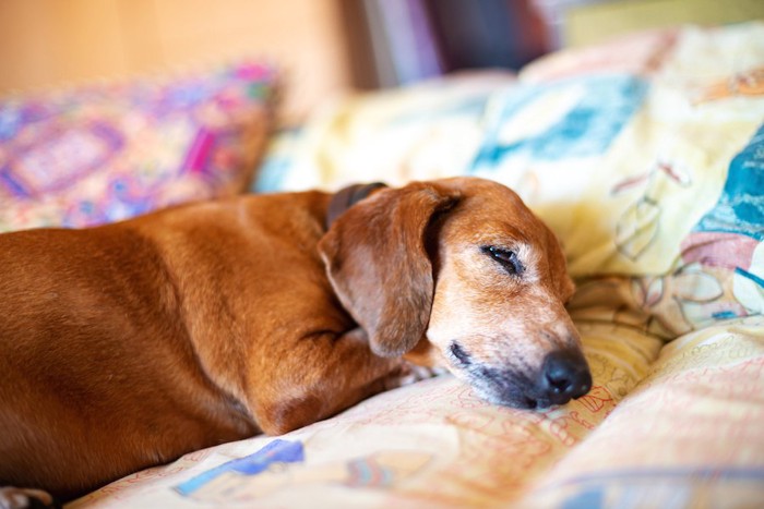 ベッドで眠るシニアのダックスフンド