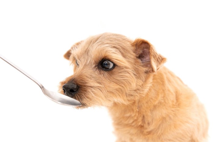 スプーンで食事をする犬