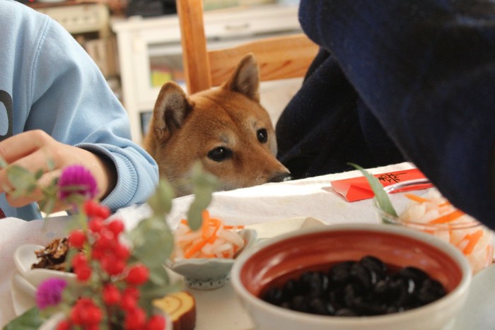 お正月料理と柴犬