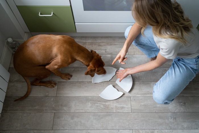 割れた皿を叱る女性と犬