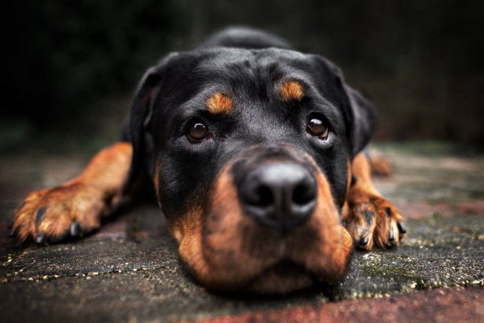 見つめる犬