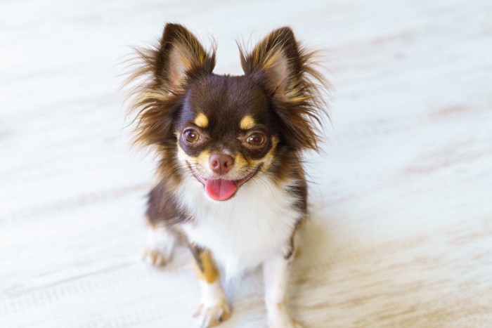 おすわり、笑顔で見つめる犬