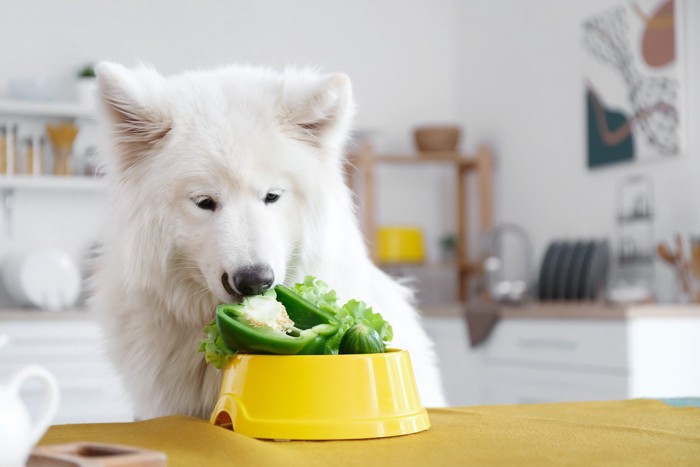 フードボウルに盛られた野菜と白い犬