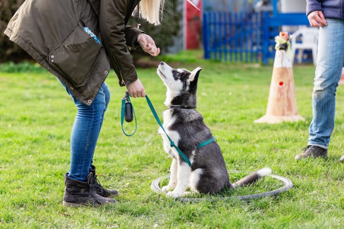 トレーニングする犬