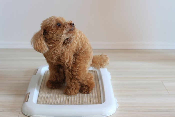 トイレトレーで見上げる犬