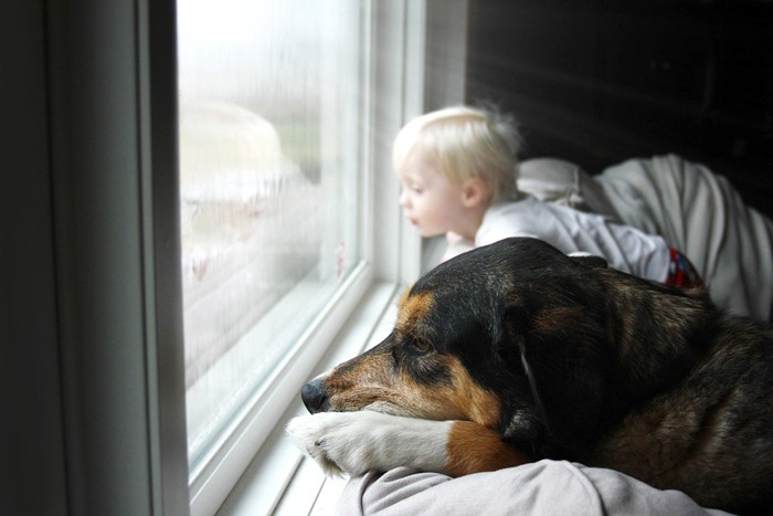 雪景色を窓から少年と眺める犬