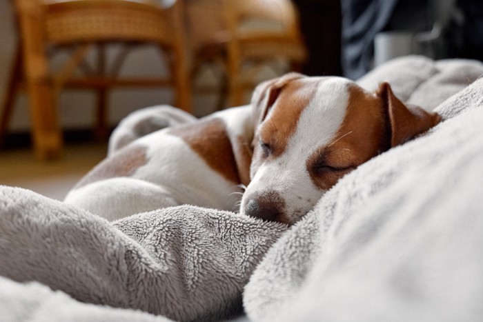 眠る子犬