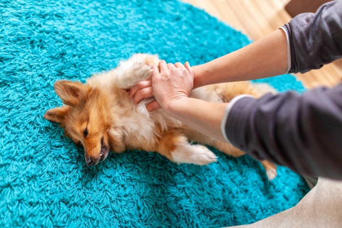 犬がアボカドを食べた時の中毒症状