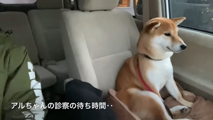 座る犬