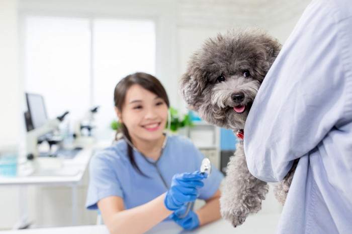 抱かれて診察に来た犬と女医