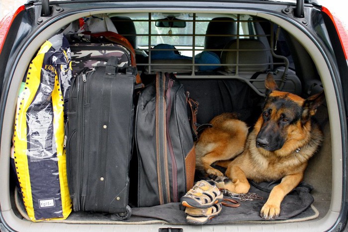 車の中の犬と荷物