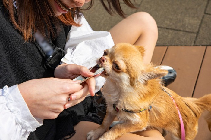 おやつをもらう犬