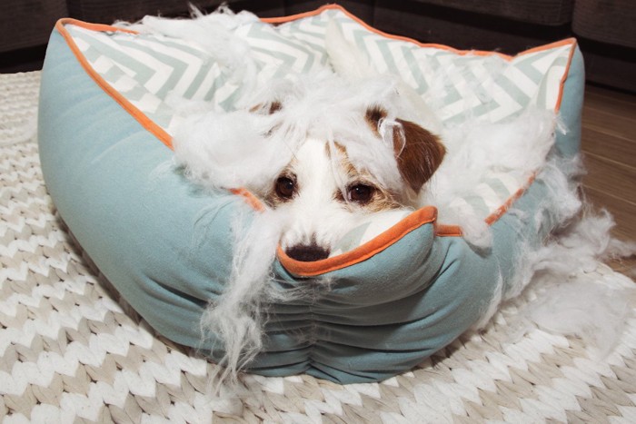 ベッドと綿に埋もれる犬