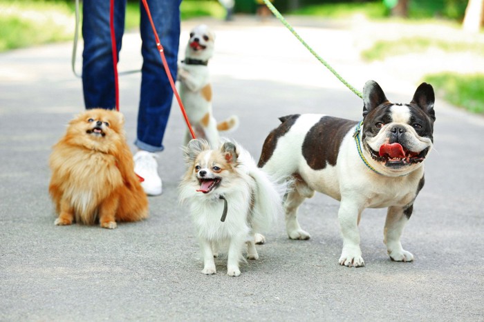 散歩する4頭の犬