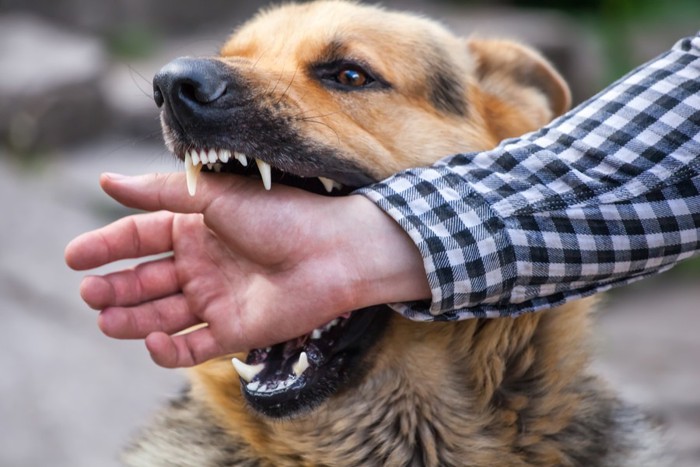 手に噛み付く犬