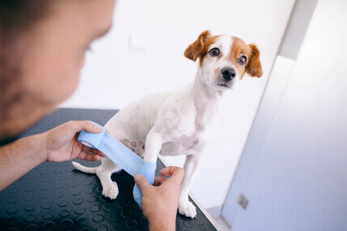 怪我の治療をしてもらう犬