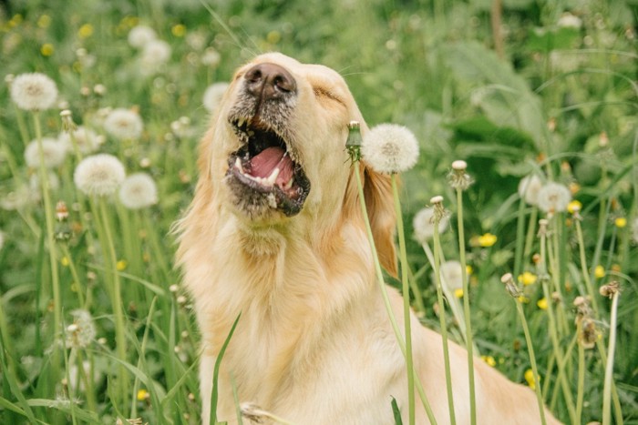 くしゃみする直前の犬